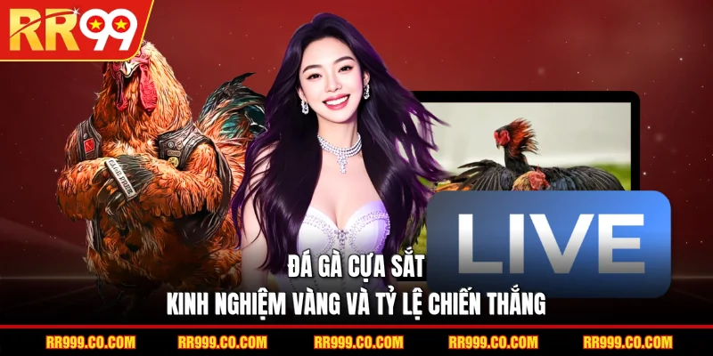 Đá Gà Cựa Sắt - Kinh Nghiệm Vàng Và Tỷ Lệ Chiến Thắng